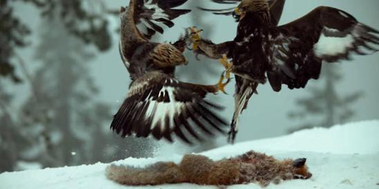 鎺犻prey璇勬祴,鎺犻prey鏀嚎