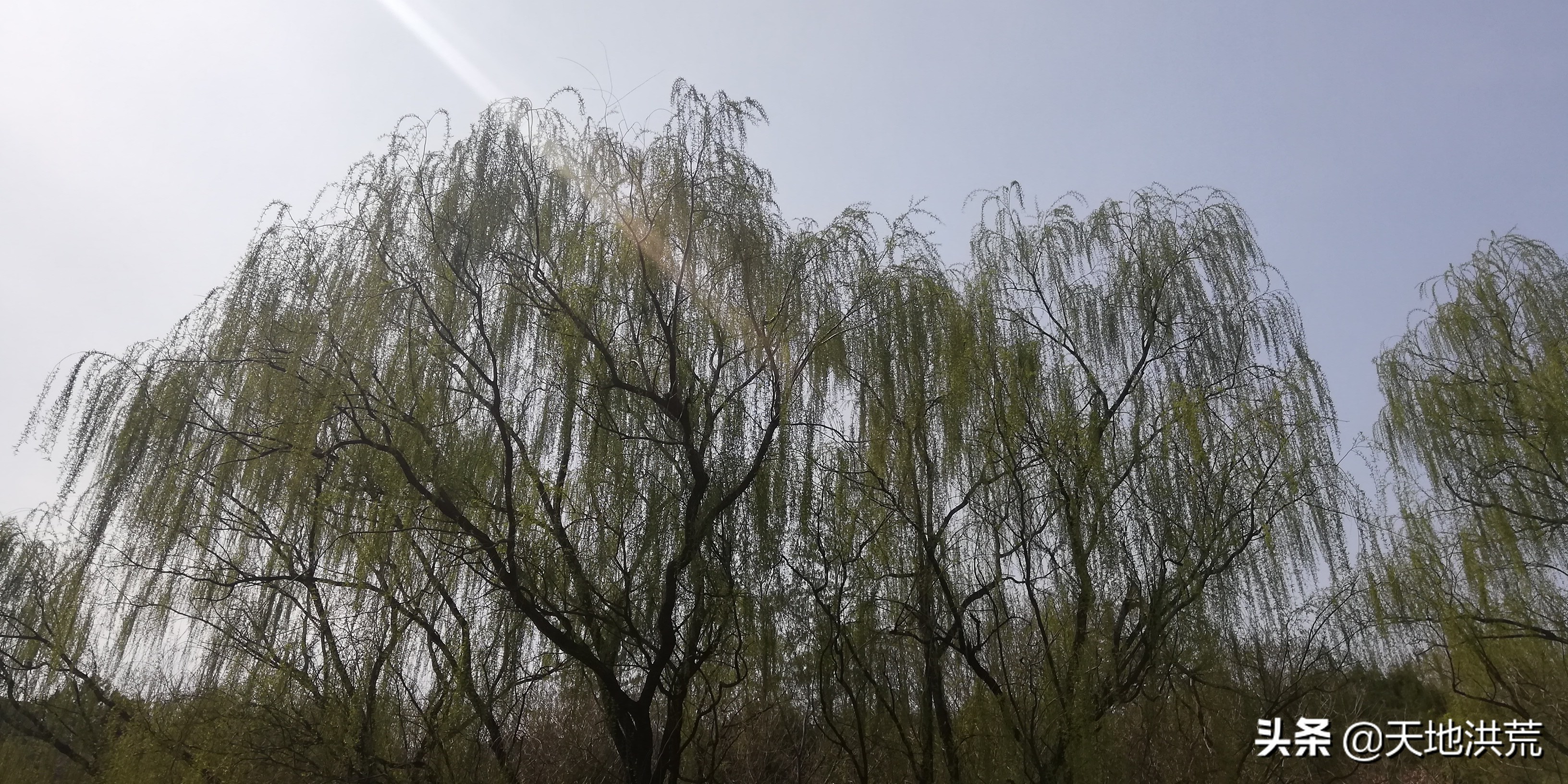 贺知章咏柳是小学几年级的,咏柳贺知章二年级下册