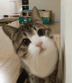 燃气灶打火后自动熄火,燃气灶点火后自动熄火