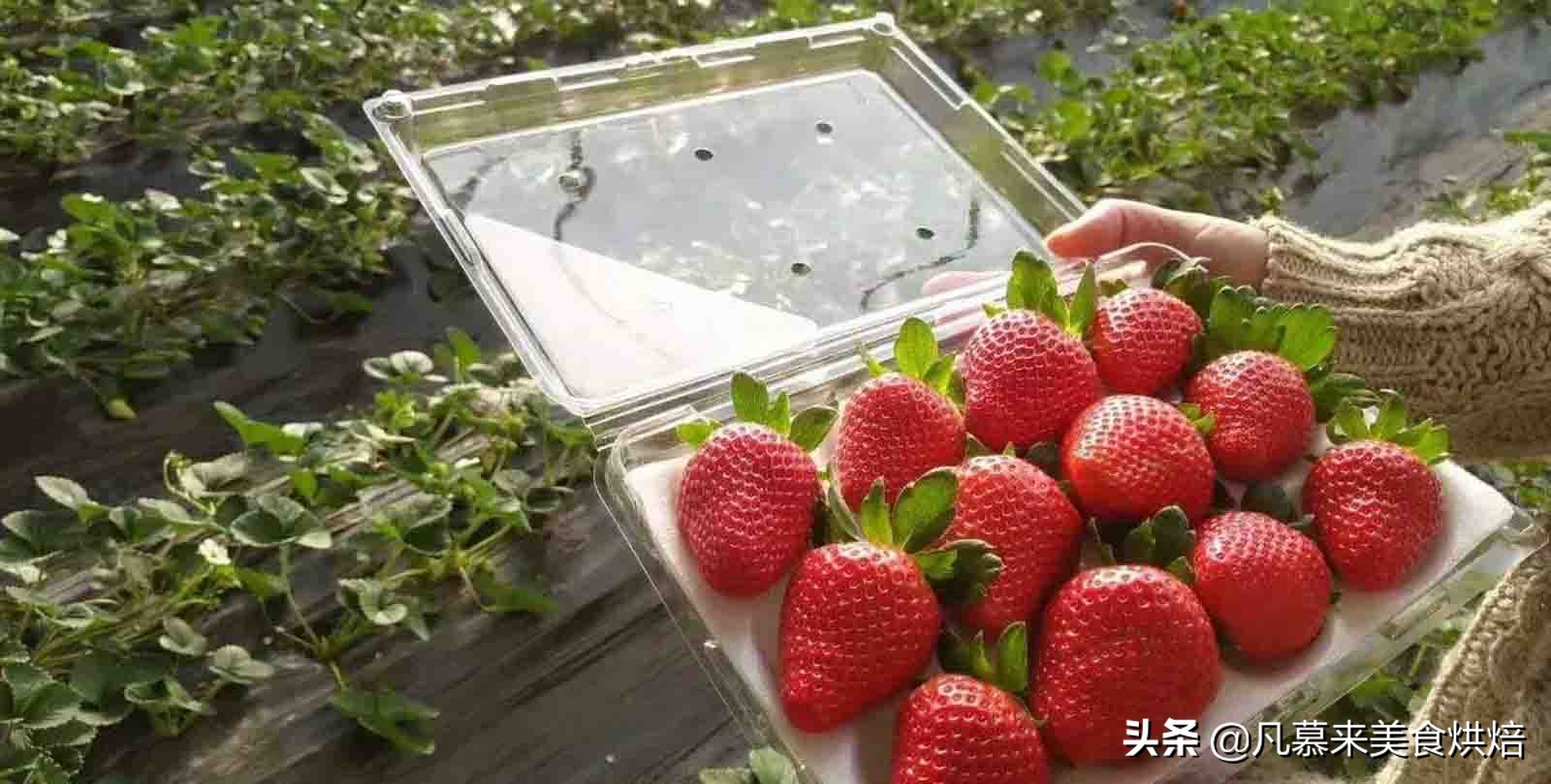 草莓哪个品种最好吃又好种,2018产量最好最大的草莓品种