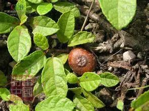 世界稀奇水果品种大全,世界热带奇特水果品种介绍