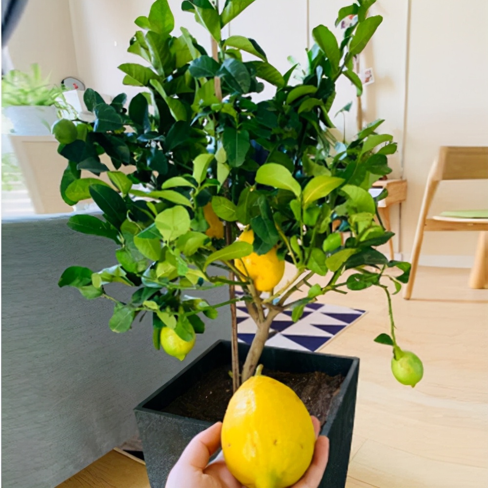 农村后院适合种啥树,家里种哪五种树可以旺家多子多福