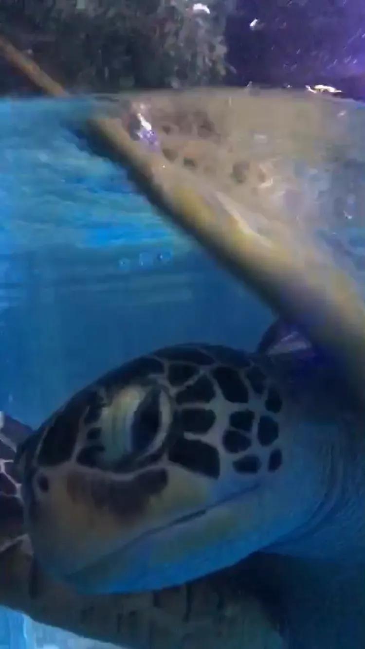 南京海底世界游览图,南京海底世界门票