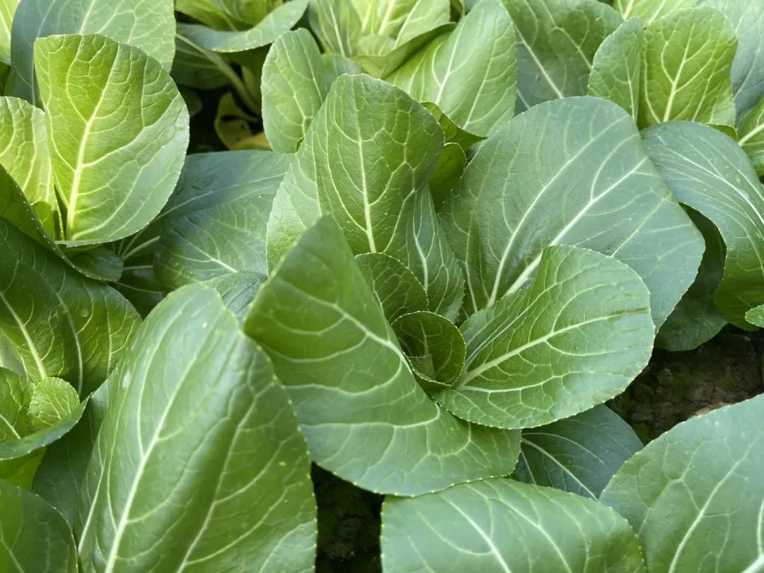 高原有机上海青,有机上海青怎么做