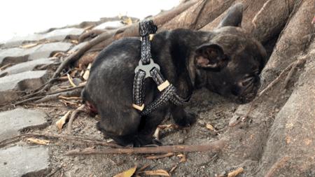 墨墨：屁屁烂得血红的小斗牛，会不会是第二个“白月初”