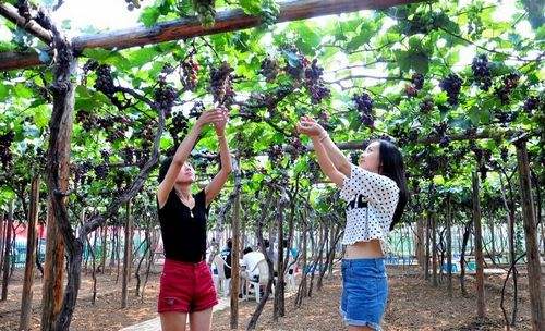 为什么孕妇不能摘树上的果实,孕妇摘过的果树有什么说法