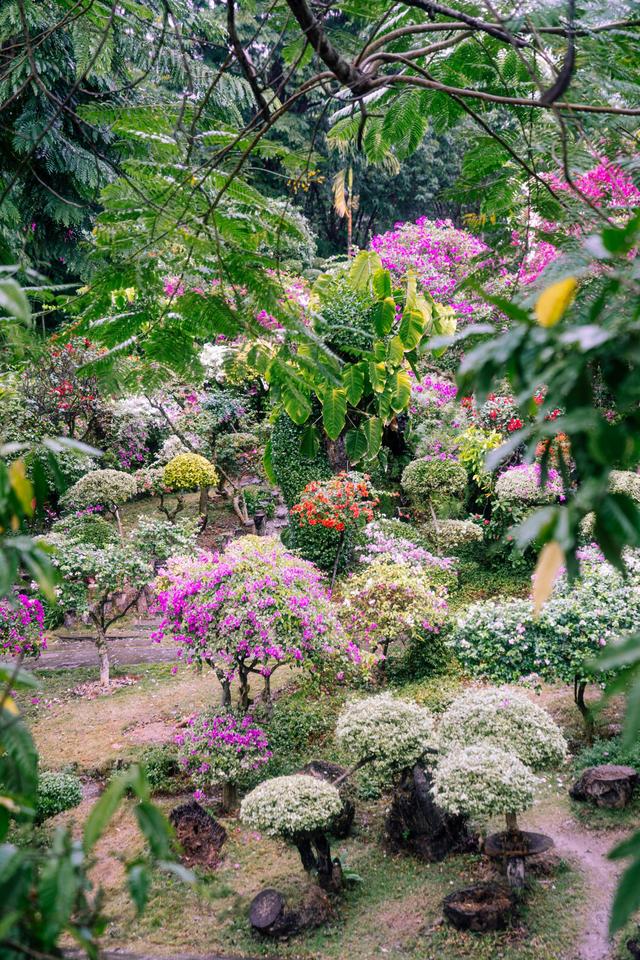 西双版纳曼听公园御花园,曼听公园西双版纳网红景点