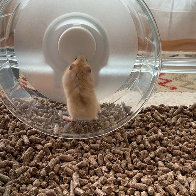 仓鼠不想脱水，吐着舌头向饲主求水喝，夏季预防仓鼠中暑请这样做