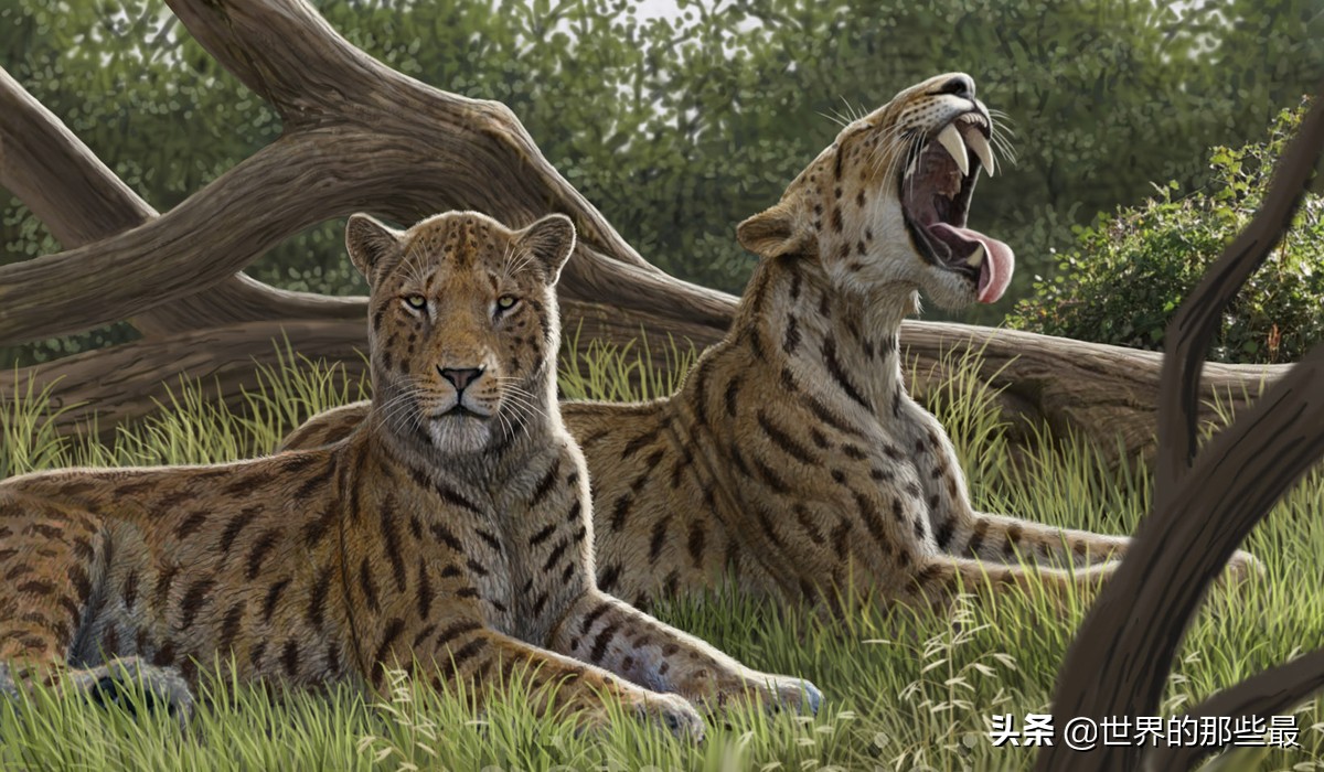 剑齿虎时期的猛兽,被称为小剑齿虎的是云豹还是雪豹