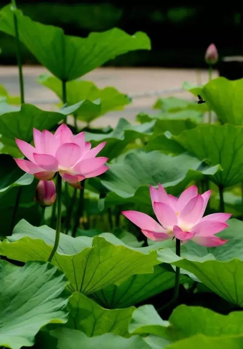 夏季最美荷花在哪里,山东最漂亮的荷花