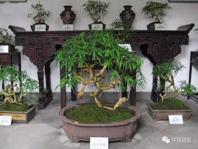 盆景植物最好养的,好养易活的盆景植物有哪些