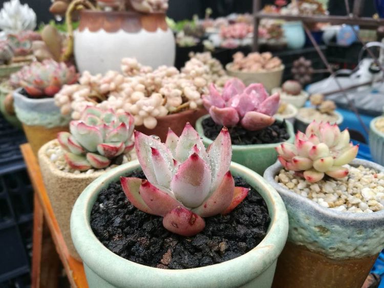 误打误撞的多肉情缘,带我走进多肉小世界!