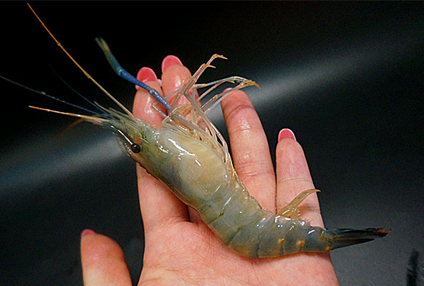 盐水虾的做法大饭店,私房盐水虾的家常做法