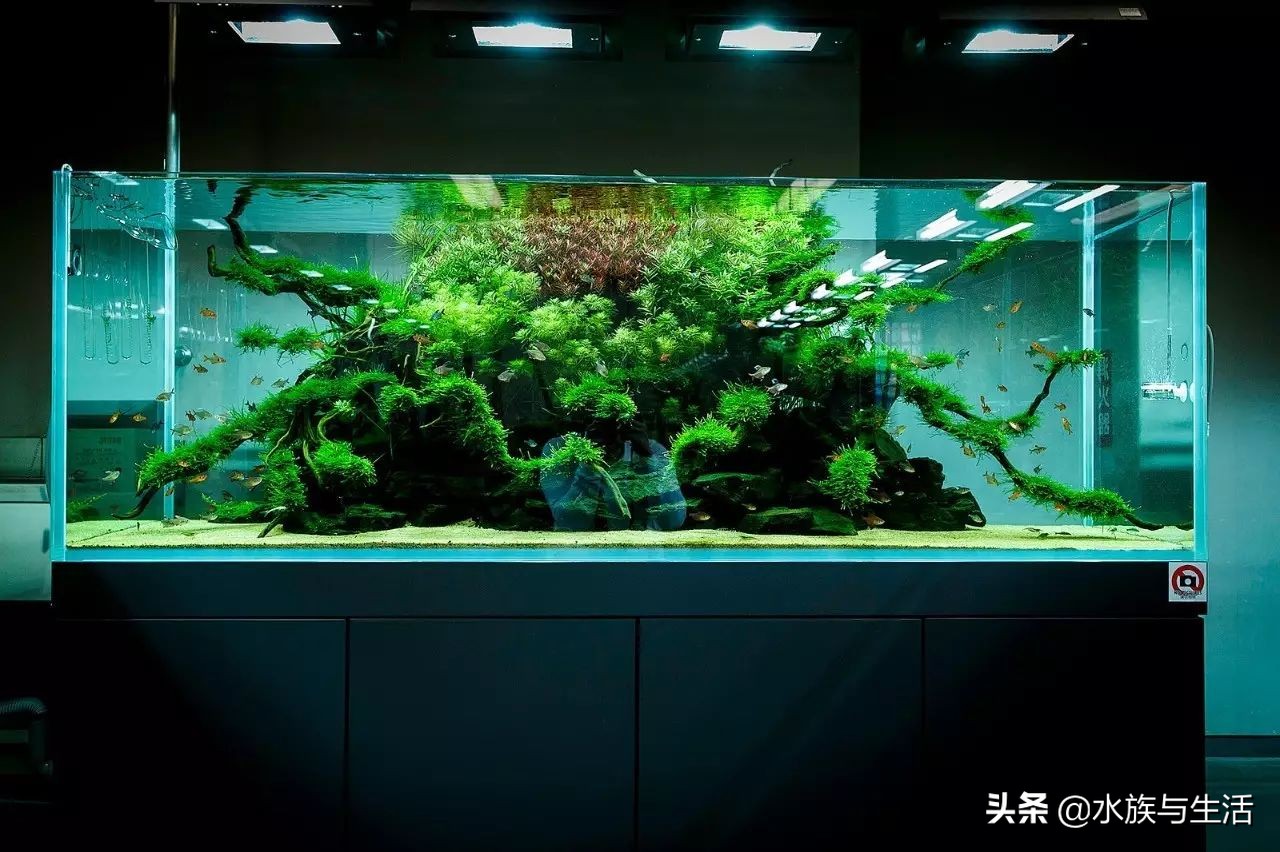 怎么让灯科鱼长得快,怎样把灯科鱼养好