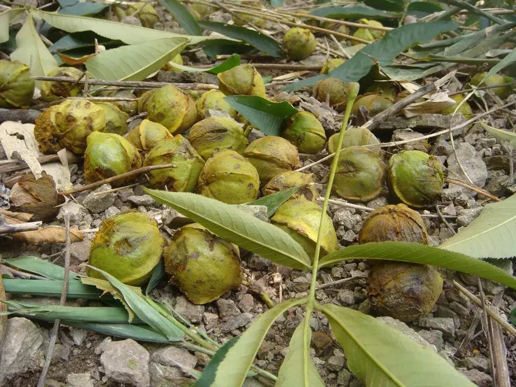 悬崖边的自嗨哥：“新农哥”余中武嘎嘣干掉美国货