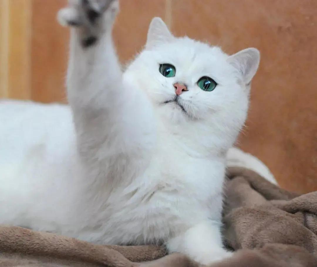 养猫咪哪种猫最好养并且粘人,新手养猫最好要选择这三种猫咪