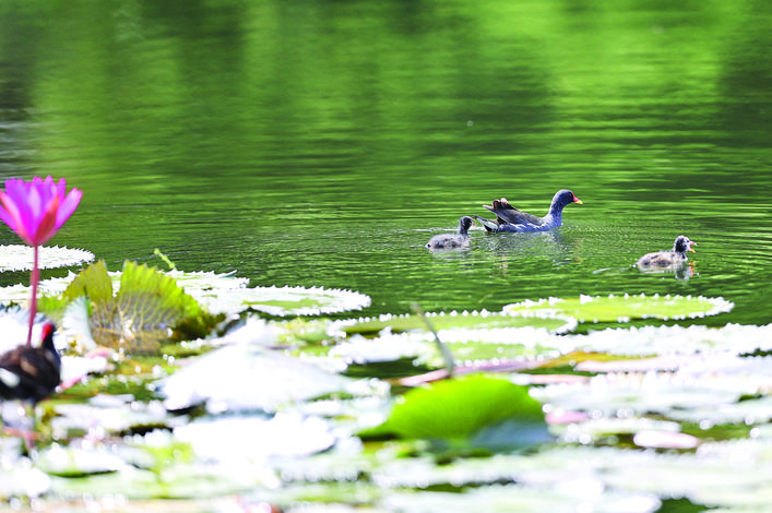 红冠水鸡喜欢生活在什么地方,红冠野生水鸡