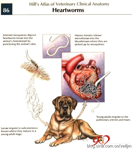狗狗被蚊子咬的皮肤感染了,狗狗被蚊子叮了容易得什么病