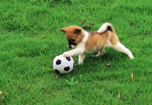 什么是狗狗脊柱病,什么是狗狗软骨病