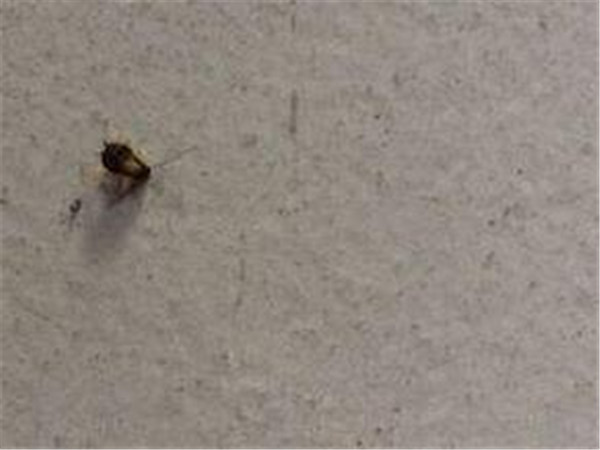 灭蟑螂小窍门最有效,灭蟑螂小窍门简单易学