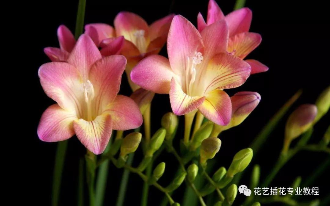 学花艺必备的花语,花艺师要知道的花与花语