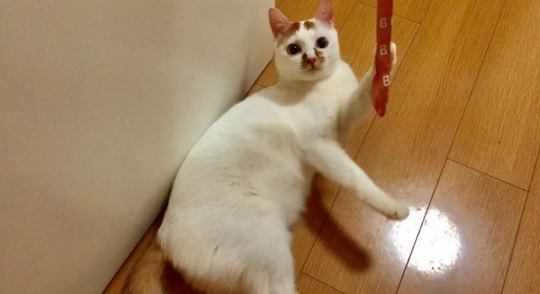 疫情家里养宠怎么消毒,养猫天天开窗通风还要消毒吗