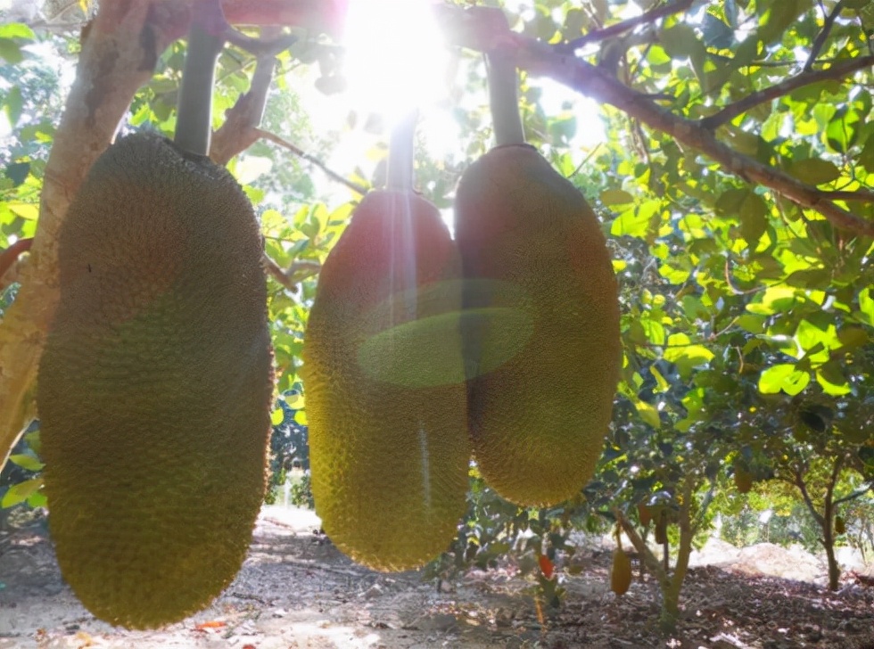 你不知道的菠萝蜜图片,菠萝蜜你不知道的秘密