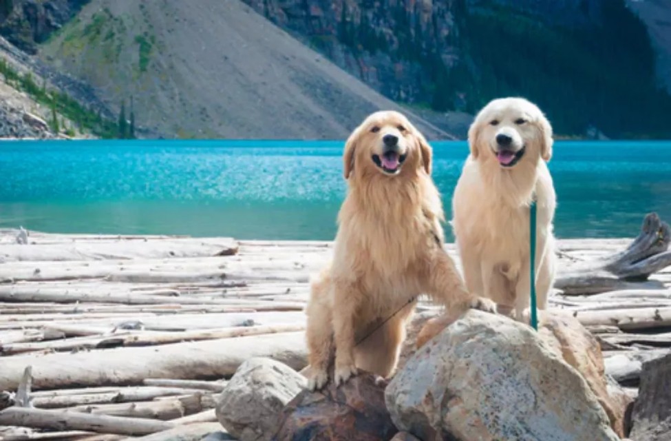 让狗狗开心的方法,让狗狗幸福的7件事