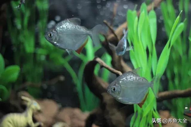 养鱼的鱼缸家里没有怎么办,养鱼没地方放鱼缸