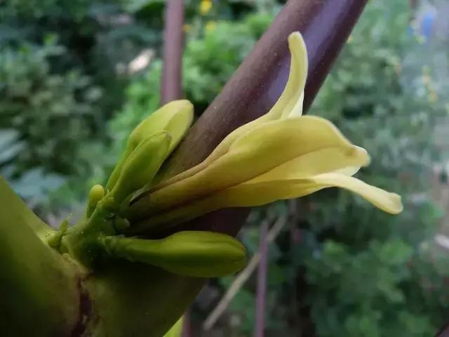 常见100种花卉介绍图片,四个季节开花的植物花卉有哪些