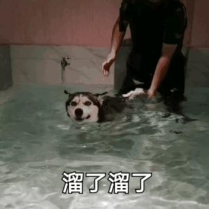 狗狗第一次来月经怕被拱了,狗狗第一次来姨妈吐了