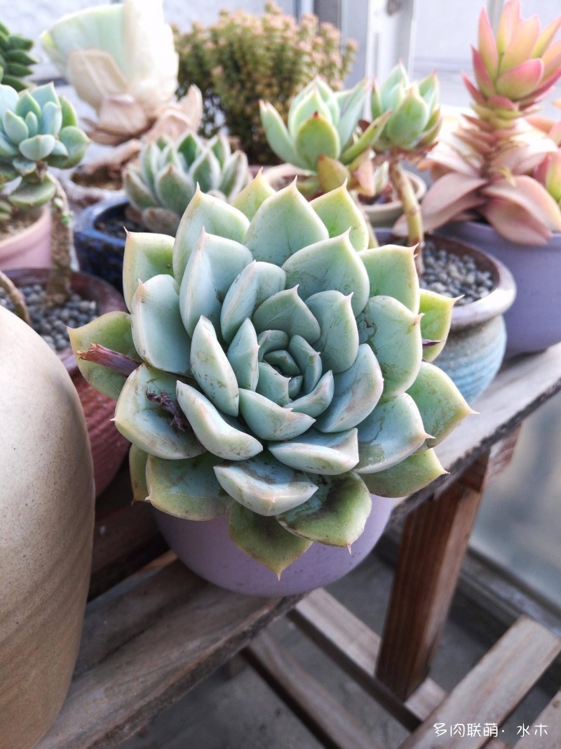 这才是多肉夏天该有的样子,多肉短期内颜值最高的时刻