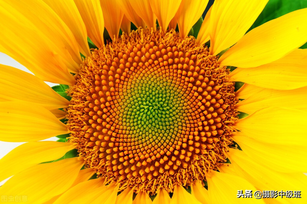 拍向日葵的教程,向日葵拍花技巧