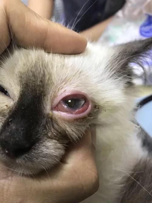 猫咪结膜炎会传染给人吗,猫咪结膜炎用什么眼药水