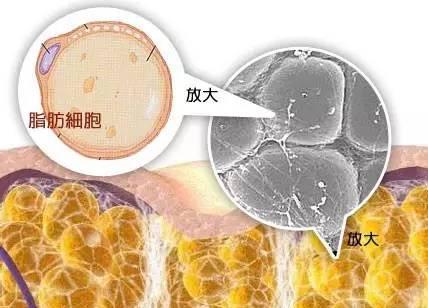 腰肚赘肉怎么减,啤酒肚如何快速消除瘦腰