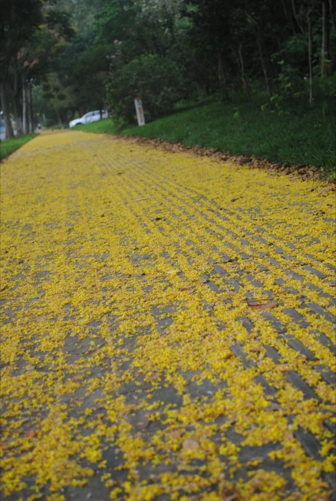 草木人间和燃冬,草木和人间