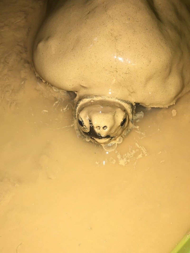 吸水树脂乌龟冬眠使用方法,乌龟冬眠换水的正确方法