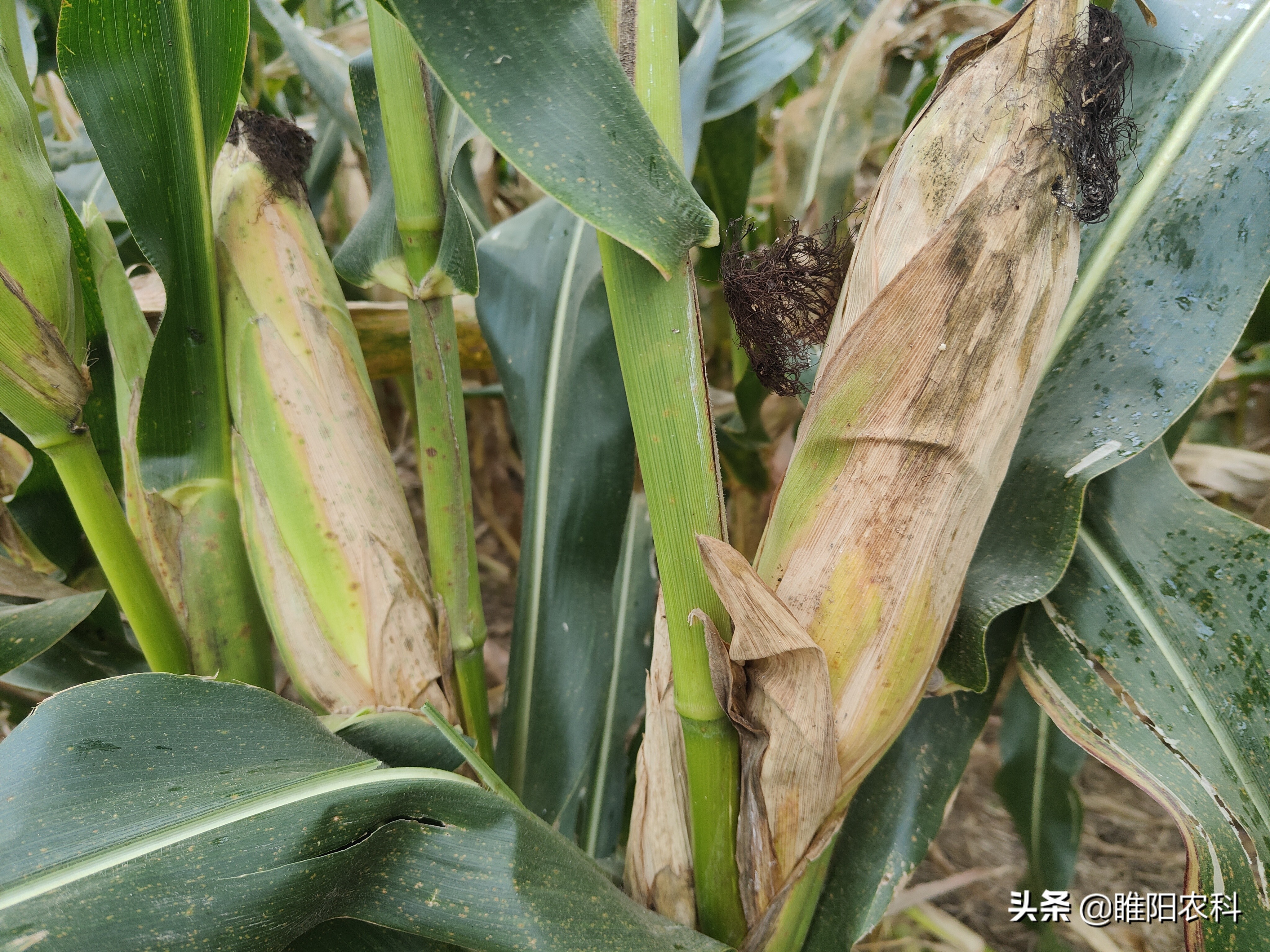 什么玉米品种抗倒而且高产,玉米高产抗病抗倒十大品种