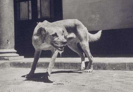 古代没有狂犬疫苗被狗咬了咋办,古代被疯狗咬了得了狂犬病怎么办