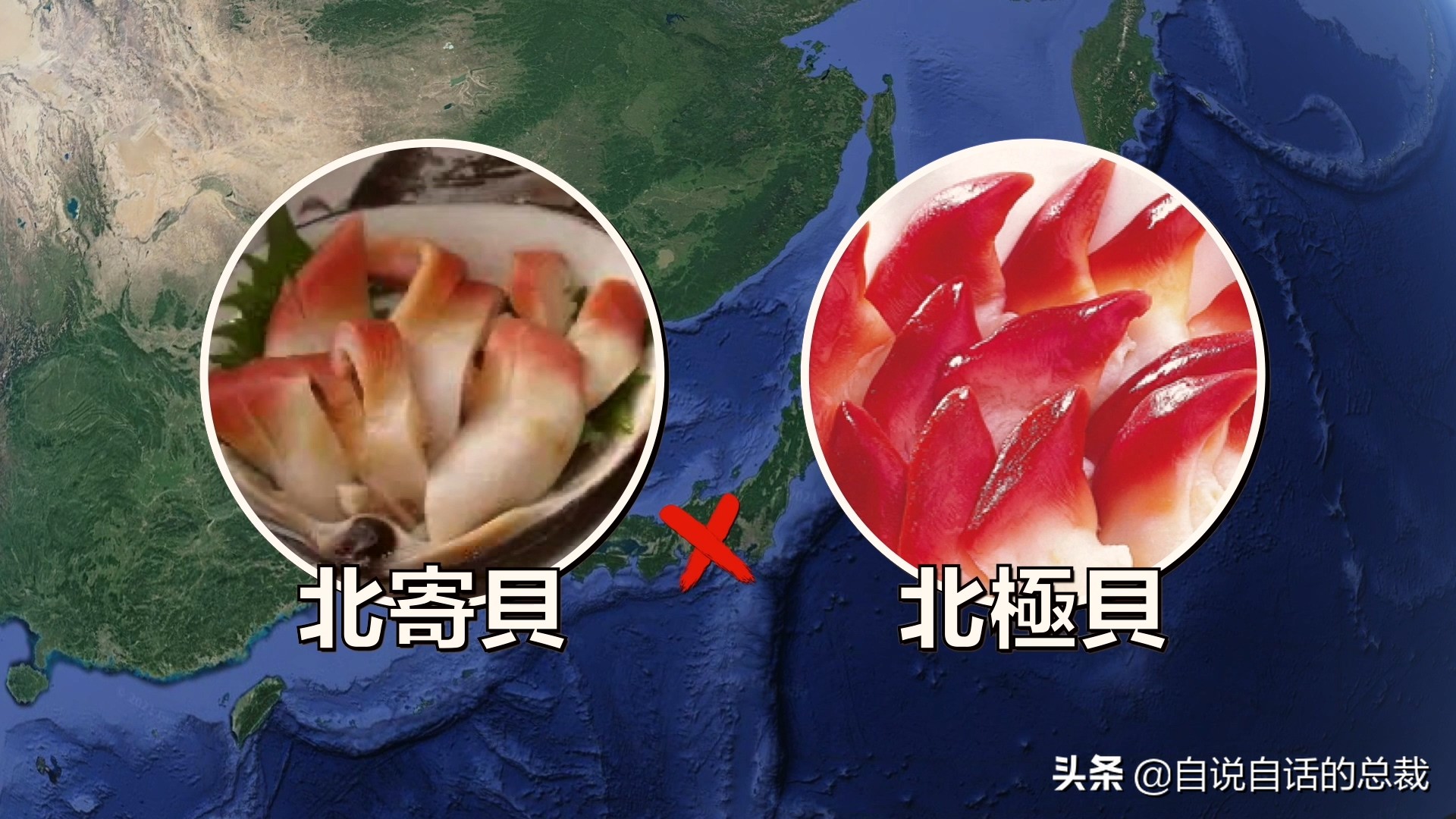 蛏子与小人蚬的区别,贻贝蛤蜊有什么区别