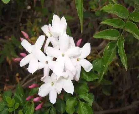 各国国花展示视频,各国国旗国徽国花