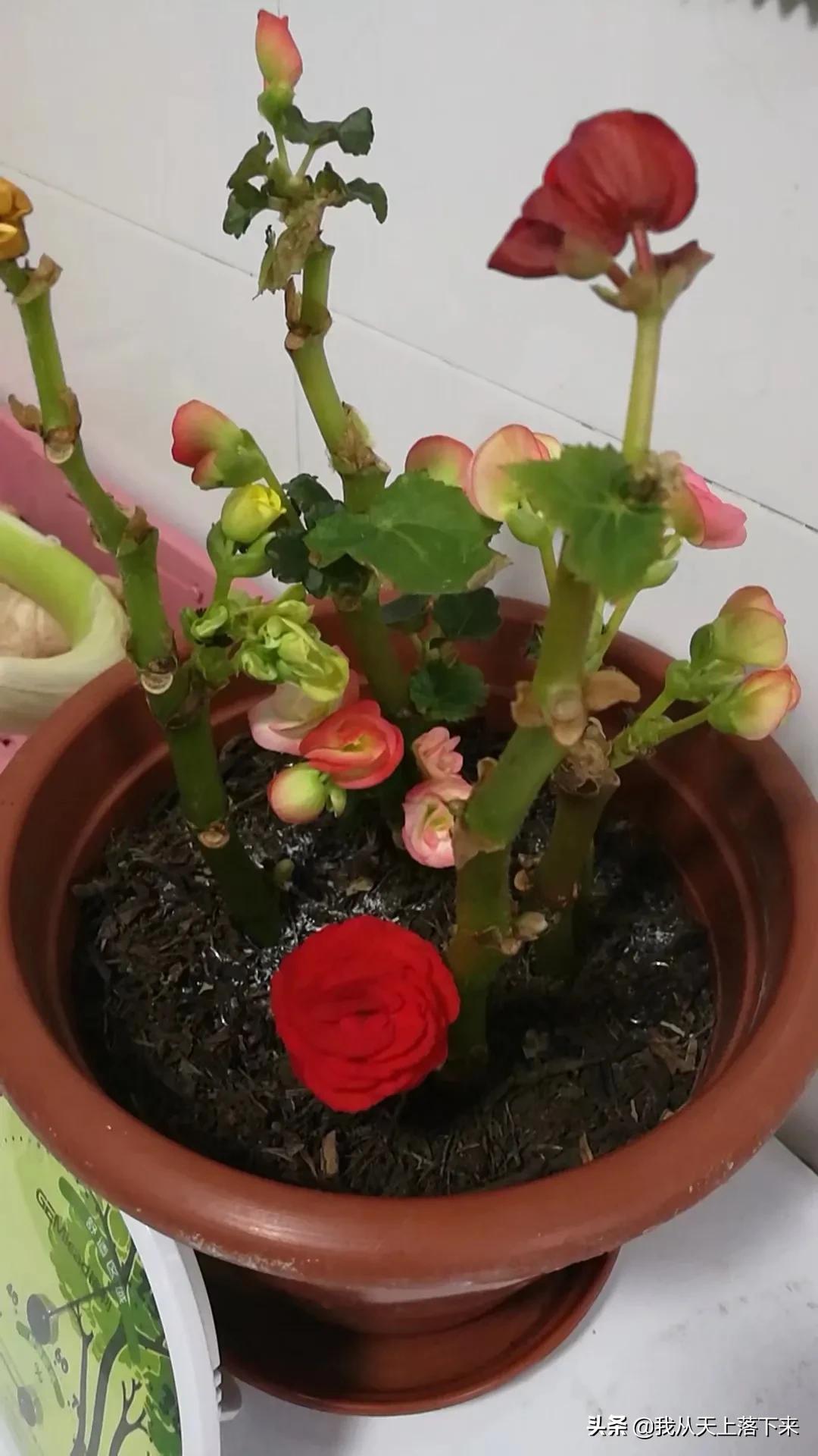 100张花朵美图,100张花图片大全