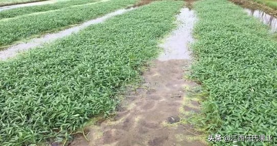 蕹菜和抚州水空心菜的区别,水空心菜种植最简单方法