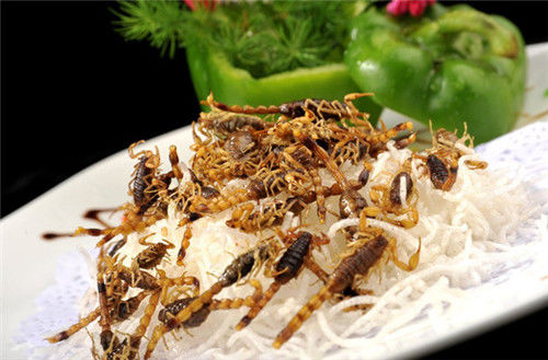 臭屁虫卖到450元一斤,臭屁虫能卖多少一斤