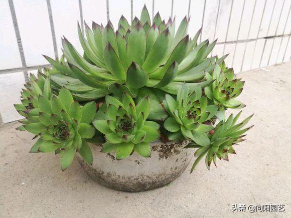 多肉养得不好才会长花剑吗,莲花多肉怎么养才能爆盆