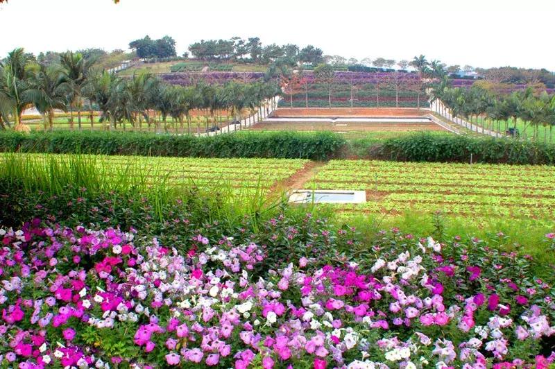 化肥农业曾经的希望，为什么被称为“土地*片鸦**”？都好好看看吧