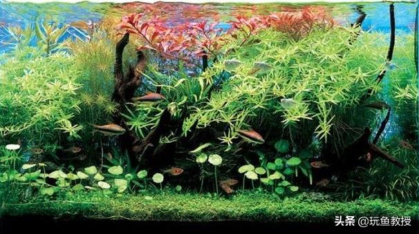 皇冠水草叶子发黄烂掉怎么回事,水草叶子发黄怎么补救最快