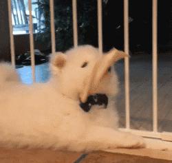 狗狗的宝宝,狗狗的宝宝日常