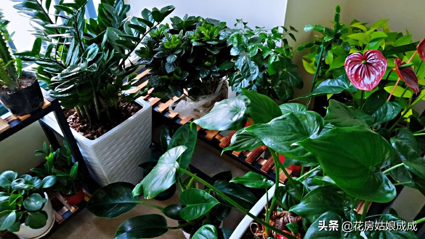 过年回去家里的花怎么办,过年花花草草怎么浇水