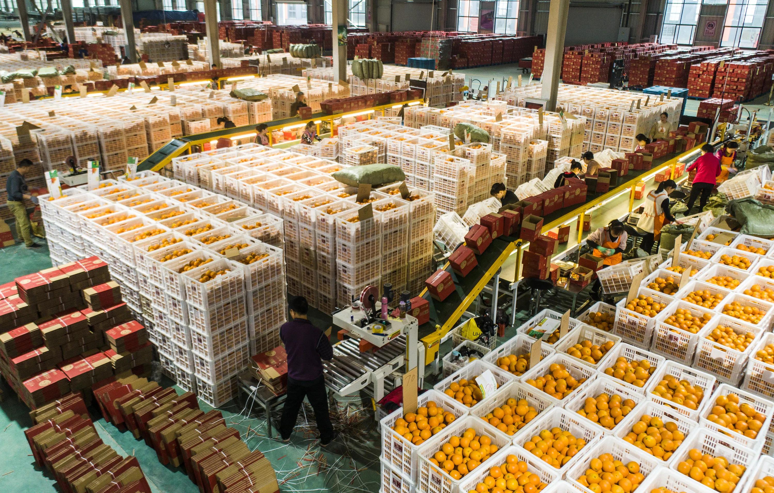 秭归县柑橘加工,秭归脐橙分选